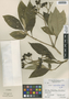 Solanum umbellatum Mill., Guatemala, G. C. Jones 3517, F